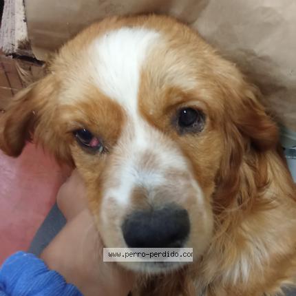 Foto 1/1 coco Perro perdido en Huaraz