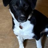 Foto de perro perdido en Greasque