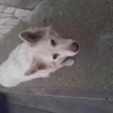 Foto de perro encontrado en Estagel