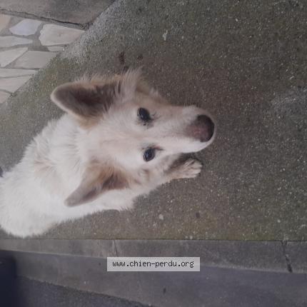 Foto 1/1 Perro encontrado Encontrado en Estagel