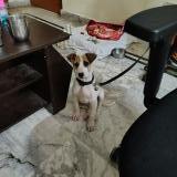 Foto de perro perdido en Prayagraj