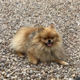 Foto de perro perdido en Longpont Sur Orge