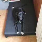 Foto de perro perdido en Rainvillers