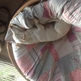 Foto de perro perdido en Doudrac