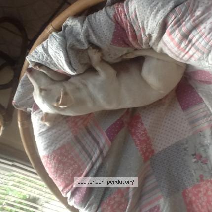 Foto 1/1 Susan Stones Chien perdido en Doudrac