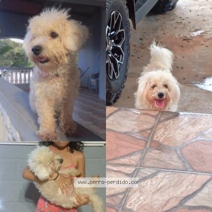 Foto 1/1 Keel Perro perdido en Panama