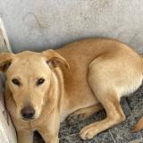 Foto de perro encontrado en Hudson