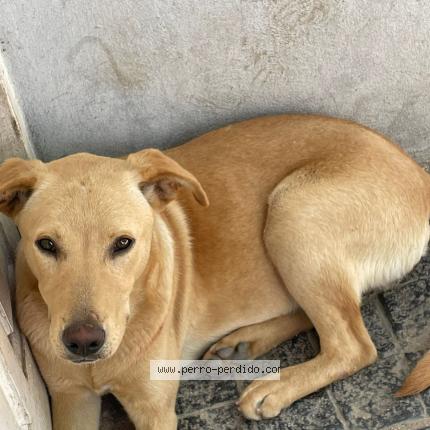 Foto 1/1 Perro encontrado Encontrado en Hudson