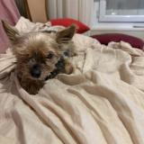 Foto de perro perdido en Bretigny Sur Orge