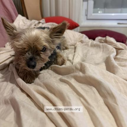 Foto de perro perdido en Bretigny Sur Orge