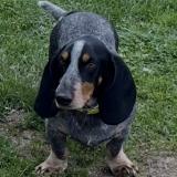 Foto de perro perdido en Dampierre En Cot