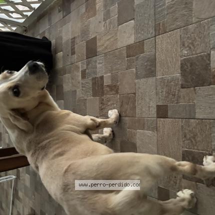 Foto 1/1 Perro encontrado Encontrado en San juan