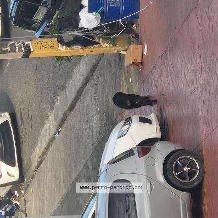 Foto 1/1 Perro encontrado Encontrado en Santo domingo