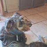 Foto de perro perdido en Labastide Marnhac 46090