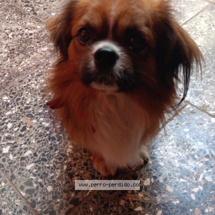 Foto 1/1 Perro encontrado Encontrado en Coco solo