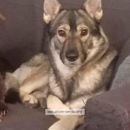 Foto de perro perdido en Monthou Sur Cher