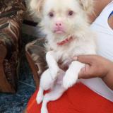 Foto de perro encontrado en Cuba