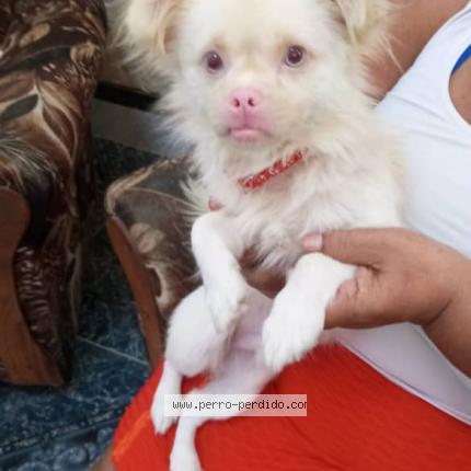 Foto 1/1 Perro encontrado Encontrado en Cuba