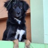 Foto de perro perdido en Huamanga Ayacucho