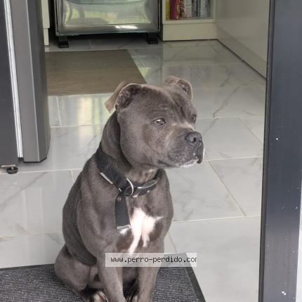 Foto 1/1 Sultan Perro perdido en La romana