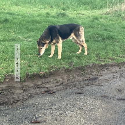 Foto 1/1 Perro encontrado Encontrado en Combourg