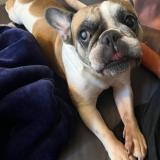 Foto de perro perdido en Marolles En Hurepoix