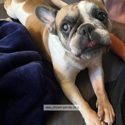 Foto de perro perdido en Marolles En Hurepoix