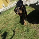 Foto de perro perdido en Suze La Rousse