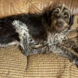 Foto de perro encontrado en Puyvert