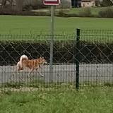 Foto de perro encontrado en Peronnas