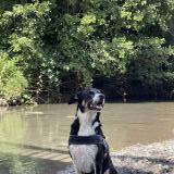 Foto de perro perdido en Mazeres De Neste