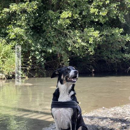 Foto de perro perdido en Mazeres De Neste
