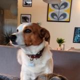 Foto de perro perdido en Riviere Saas Et Gourby