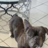 Foto de perro perdido en Montpont En Bresse