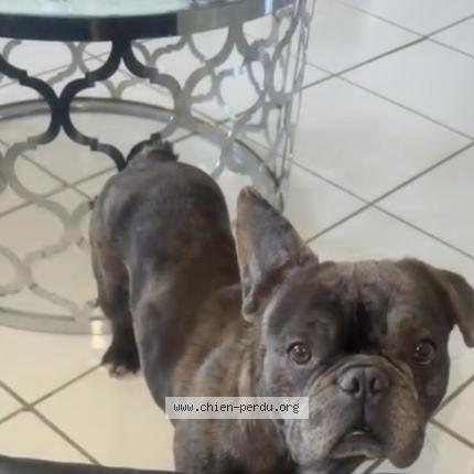 Foto de perro perdido en Montpont En Bresse