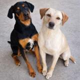 Foto de perro perdido en Epinouze