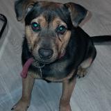 Foto de perro perdido en Rancy