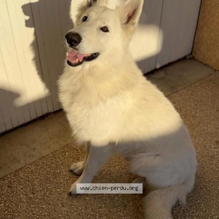 Foto 1/1 Lucky Chien perdido en Plaisance du touch