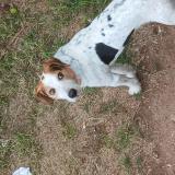 Foto de perro perdido en Coustouges