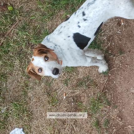 Foto de perro perdido en Coustouges