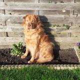 Foto de perro perdido en Belloy Sur Somme