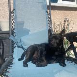 Foto de perro perdido en St Andre De Corcy