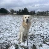 Foto de perro perdido en Guemene Sur Scorff