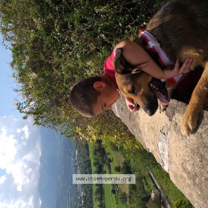 Foto de perro perdido en Serignan Du Comtat