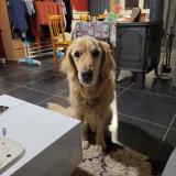 Foto de perro perdido en Saint Firmin