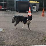 Foto de perro encontrado en Bourg En Bresse