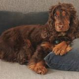 Foto de perro perdido en Noisy Le Roi