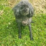 Foto de perro perdido en Dombrot Le Sec