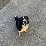 Foto de perro perdido en Colombe