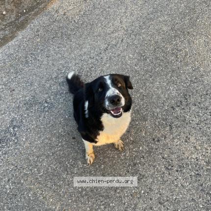 Foto 1/1 TOUPIE Chien perdido en Colombe